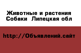 Животные и растения Собаки. Липецкая обл.